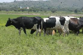 Resultat d'imatges de animales praderas