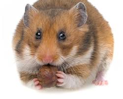 hamsterの画像
