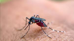 Confirman que dos adultos mueren por el virus del Nilo en Carolina del Norte