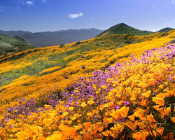 Image of California Superbloom