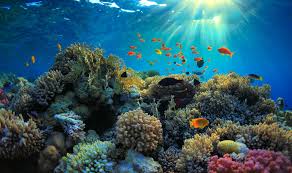 Image result for Snorkeling Underwater photos