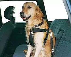 dog wearing a seatbelt in a carの画像