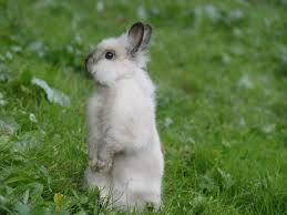 Image result for RABBIT