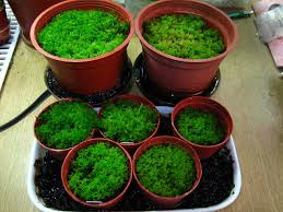Image result for chilean sphagnum moss