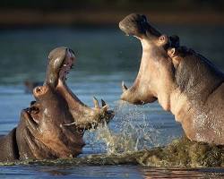 Image of Hippos in the Masai Mara