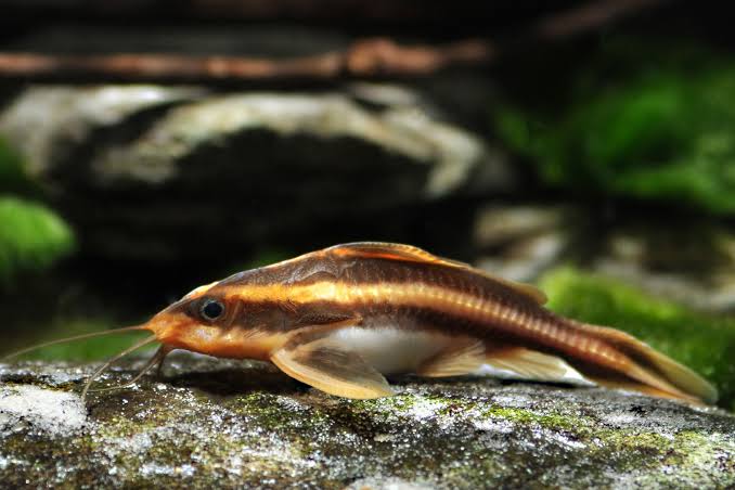Raphael catfish • Platydoras costatus • Fish sheet