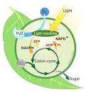 2 major parts of photosynthesis <?=substr(md5('https://encrypted-tbn1.gstatic.com/images?q=tbn:ANd9GcSfKM-NX1quR1cNBPCI-JGGYuMZMm36-1e3_CJKw9NV0f53mvPhW728UEJC'), 0, 7); ?>