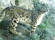 Résultat de recherche d'images pour "snow leopard biting tail"