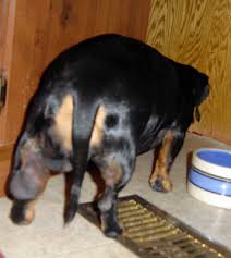 Résultat de recherche d'images pour "copperhead bites"