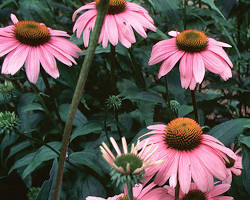 Echinacea herb