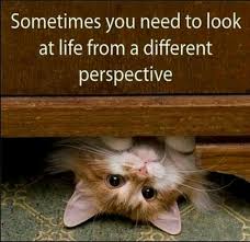 enjoy the furry purry view! #cat #quotes #cats =^..^= www.zazzle ... via Relatably.com