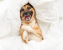 happy dog lying in a comfortable bedの画像