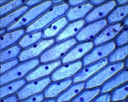 Resultado de imagen para celulas procariotas microscopio