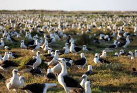 「midway island Laysan albatross」的圖片搜尋結果