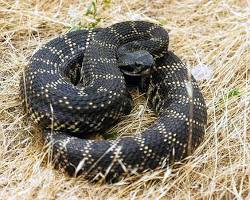 Image of Southern Pacific Rattlesnake