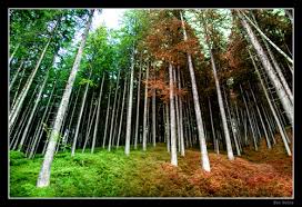 Image result for Vertical line photography