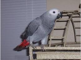 Image result for african grey parrot for sale