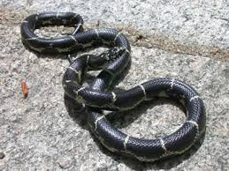 Image result for king snake