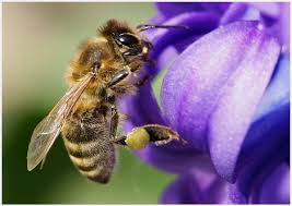 Landeanflug - Bild \u0026amp; Foto von Klaus-Dieter Asmussen aus Bienen ...