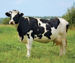 Cash Cow goes mooo!