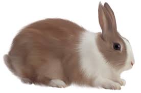 Image result for RABBIT