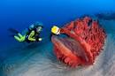 Scuba diving packages