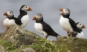 Image result for puffins