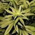Cincinnati Considers Allowing Medical Marijuana Businesses
