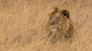 Image result for cecil lion