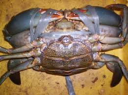 Image result for mud crabs photo