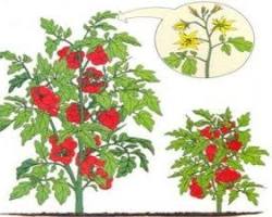 Tomates à croissance indéterminée