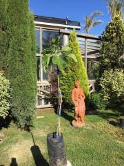 Risultati immagini per fico brogiotto