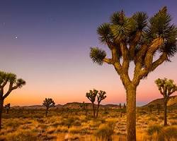 Image of Joshua Tree in California Desert
