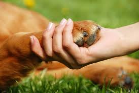 Resultado de imagen para una persona adoptando una mascota