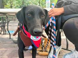 Adopción