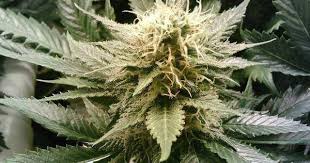 Resultado de imagen de Legalization