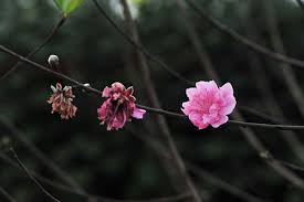 Kết quả hình ảnh cho hoa tàn