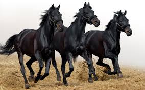 Image result for HORSE