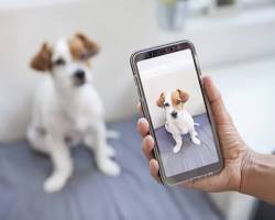 person looking at a photo album of their petの画像