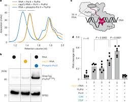 Mecanismo molecular del 'robo' de la capa 5' por el polimerasa del virus influenza