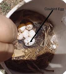 Image result for brown headed cowbird eggs