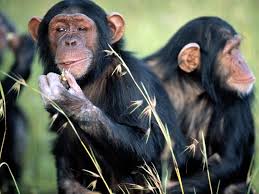 Image result for MONKEYS