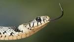 Maharashtra: Atleast snakes found school
