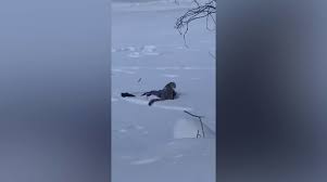 Skier Mauled by Snow Leopard After Getting Too Close for a Picture