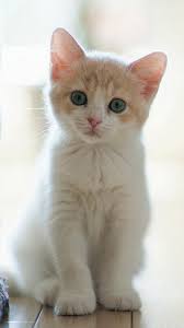 Image result for cute cat images hd