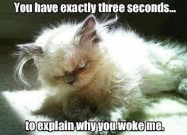 Image result for Animal Meme