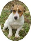 Jack Russel, a ne pas laisser seul -