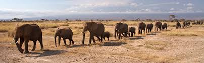 Image result for mikumi national park