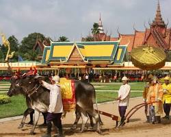 Royal oxen pulling a plow during the Royal Ploughing Ceremony in Cambodia.