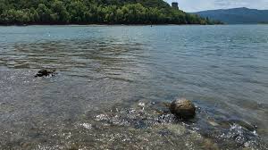 Receding Danube reveals potential centuries-old catapult stone